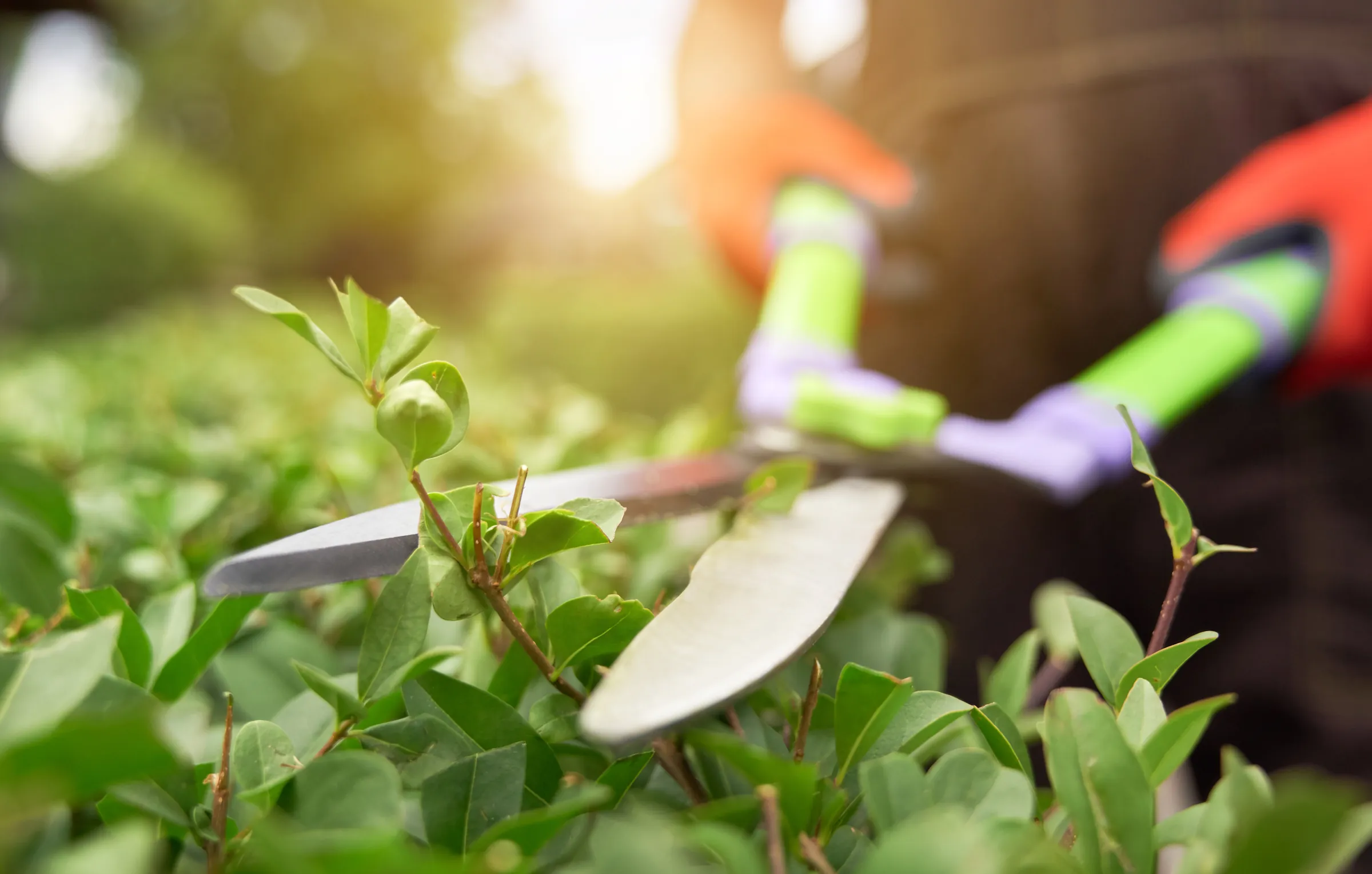 Recorte de un seto con tijeras de jardinería manuales